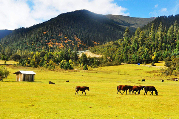 徒步體驗(yàn)，藏式風(fēng)情，拉薩，巴松措，新措徒步，魯朗林海田園風(fēng)光，大峽谷，羊湖，卡諾拉冰川，滿拉水庫，日喀則，納木措扎營9晚10日游